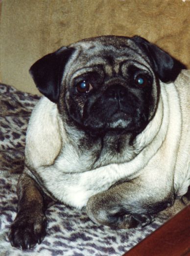 MOPS-PUG-CARLIN